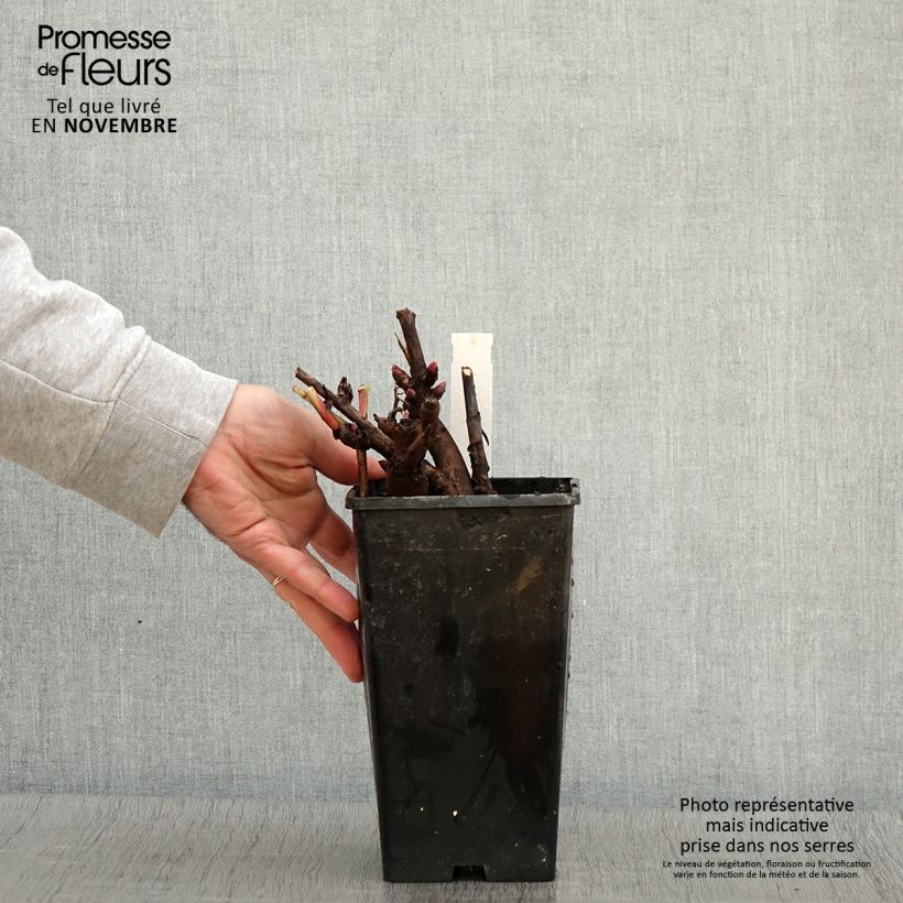 Amostra de Pivoine Itoh Canary Brillant Pot de 3L/4L tal como entregue no outono