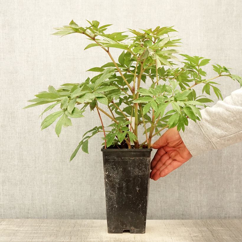 Amostra de Paeonia Itoh Canary Brillant Vaso de 3 L/4 L tal como entregue na primavera