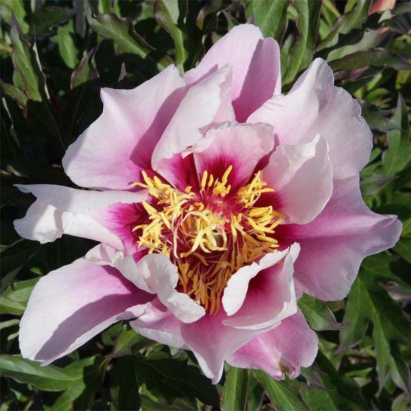 Paeonia Itoh Cora Louise (Floração)
