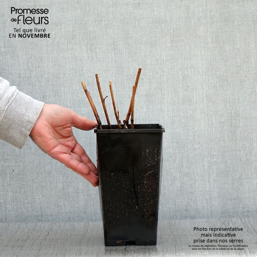 Amostra de Paeonia Itoh Cora Louise Vaso de 3 L/4 L tal como entregue no outono