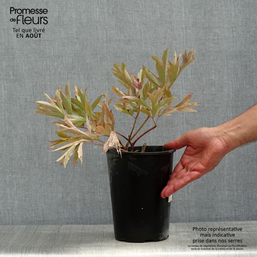 Amostra de Paeonia Itoh Cora Louise Vaso de 3 L/4 L tal como entregue no verão