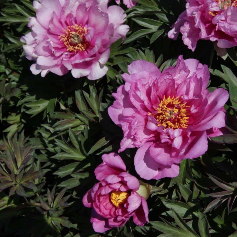 Paeonia Itoh First Arrival (Floração)