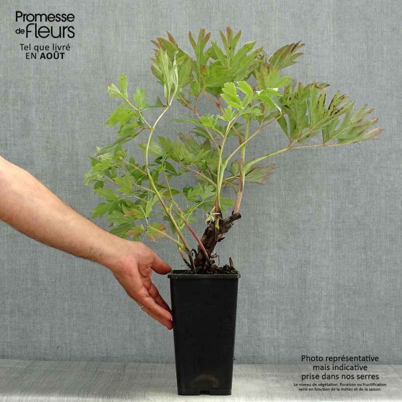 Amostra de Paeonia Itoh First Arrival Vaso de 3 L/4 L tal como entregue no verão
