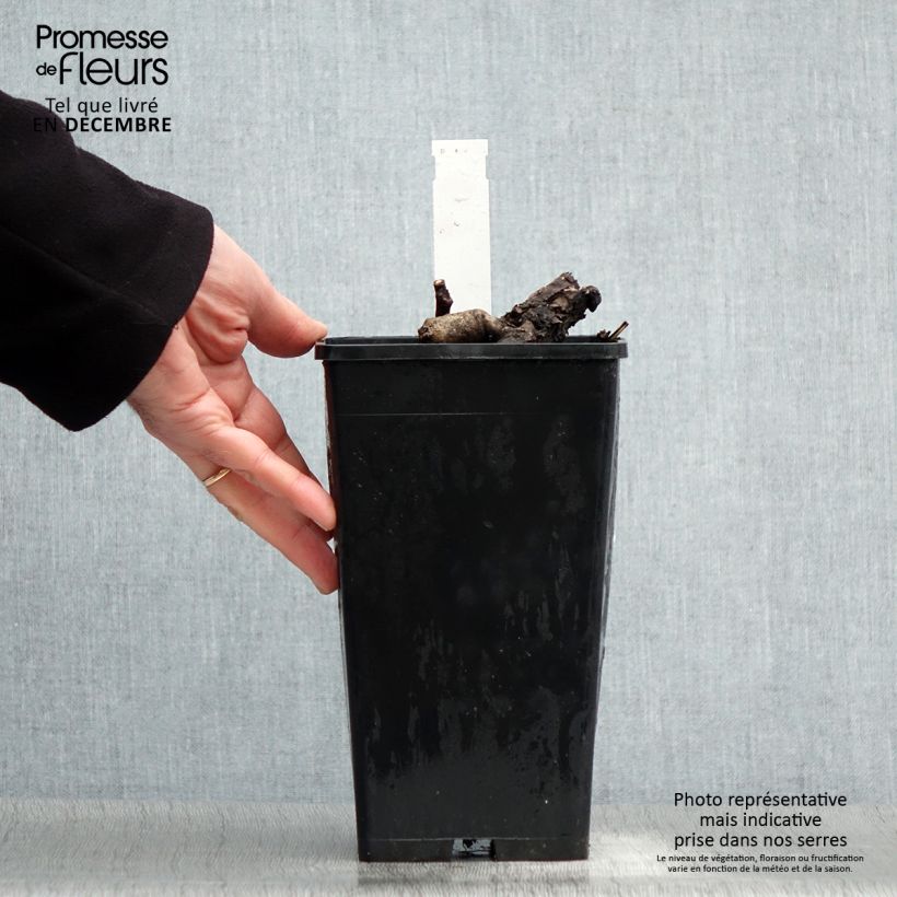 Amostra de Pivoine Itoh First Arrival Vaso de 3 L/4 L tal como entregue no inverno