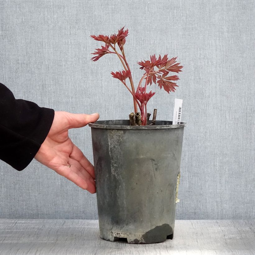 Amostra de Paeonia Itoh First Arrival Vaso de 3 L/4 L tal como entregue na primavera