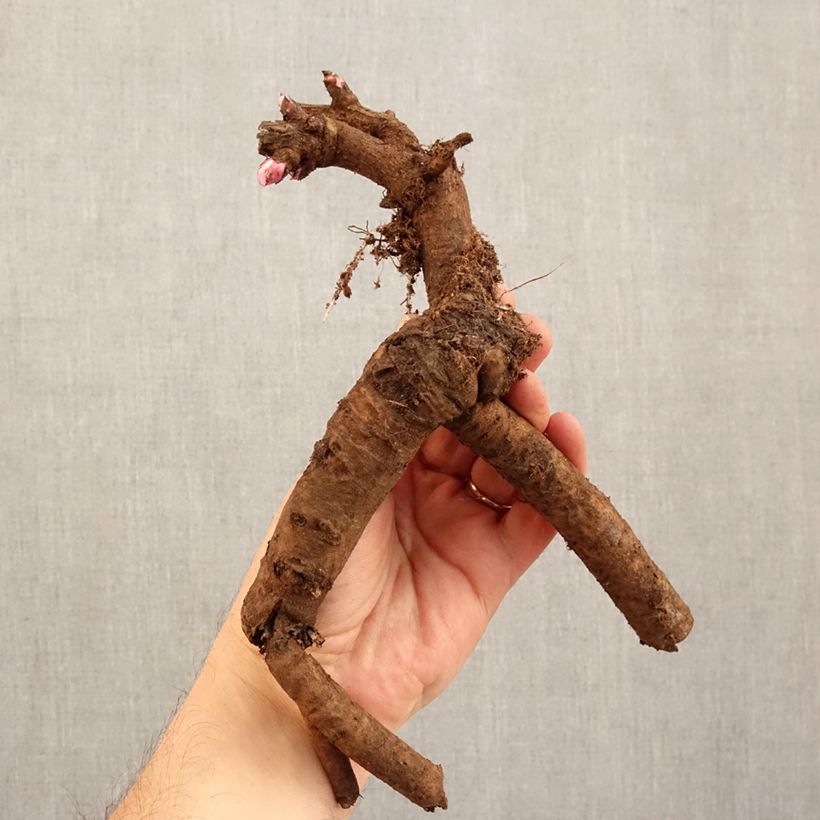 Amostra de Pivoine Itoh First Arrival Cepo 3/5 olhos tal como entregue no inverno