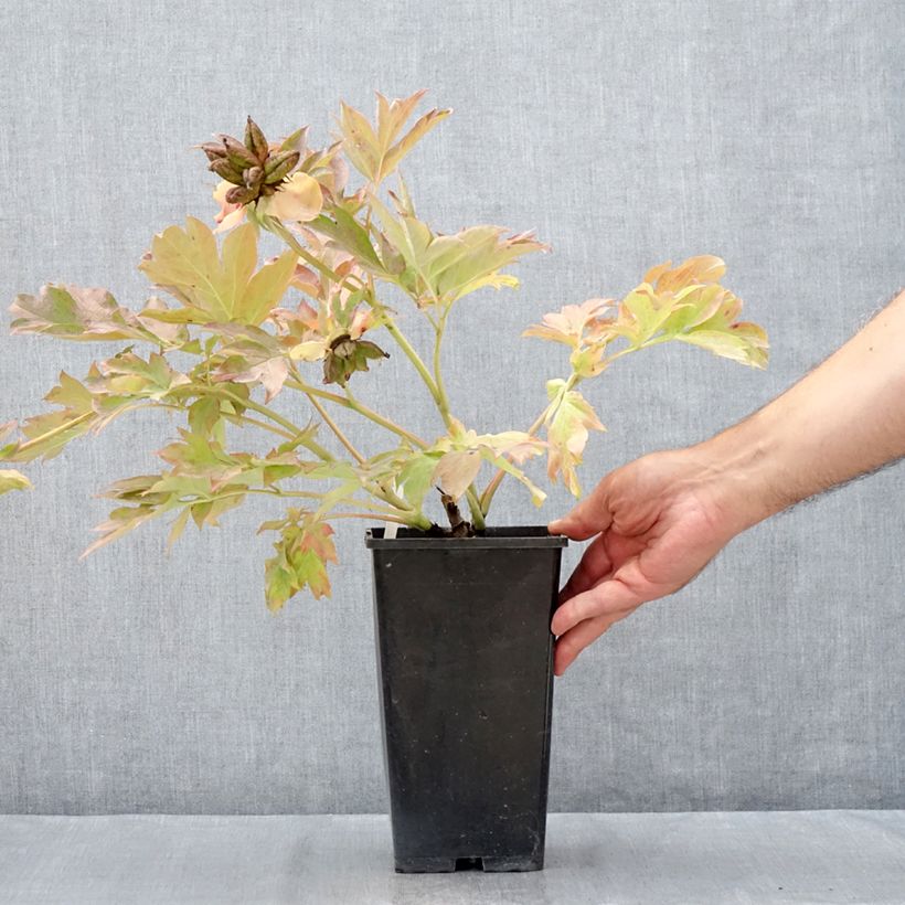 Amostra de Paeonia Itoh Garden Treasure Vaso de 4 L/5 L tal como entregue no verão