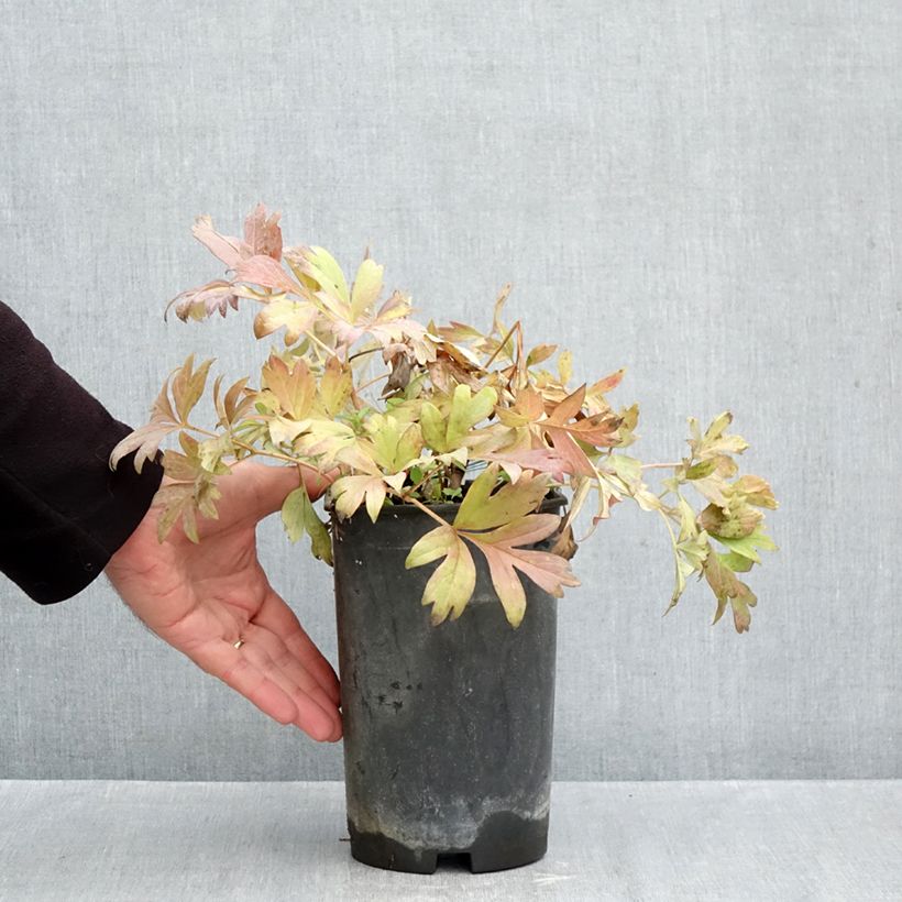 Amostra de Paeonia Itoh Hillary Vaso de 3 L/4 L tal como entregue no outono