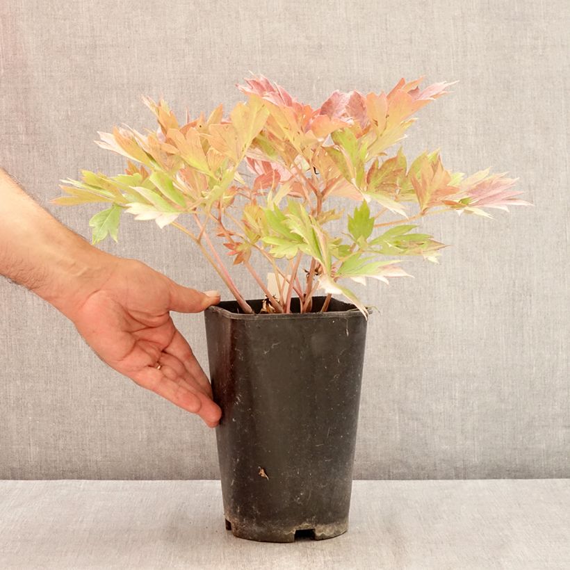 Amostra de Paeonia Itoh Hillary Vaso de 3 L/4 L tal como entregue no verão