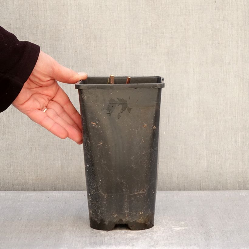 Amostra de Paeonia Itoh Hillary Vaso de 3 L/4 L tal como entregue no inverno