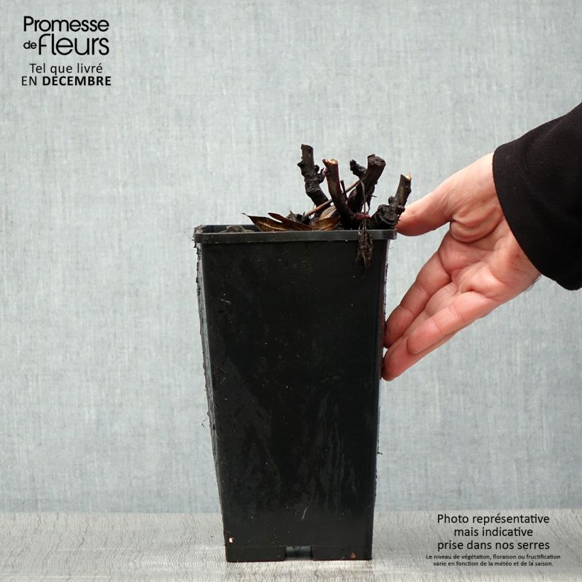 Amostra de PIvoine Itoh Julia Rose Vaso de 2 L/3 L tal como entregue no inverno