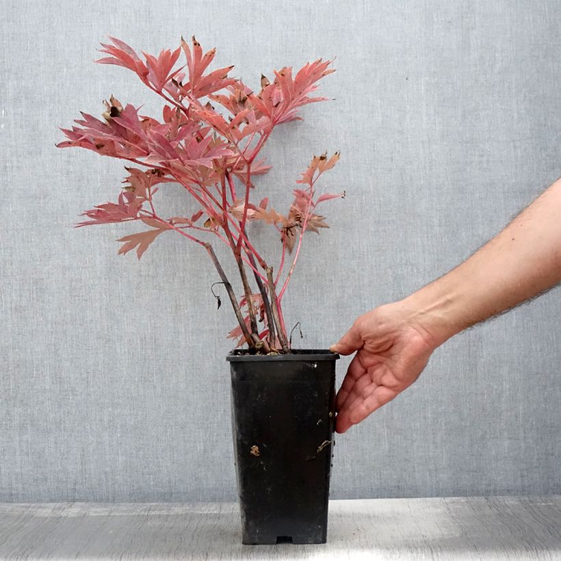 Amostra de Paeonia Itoh Julia Rose Vaso de 2 L/3 L tal como entregue no outono