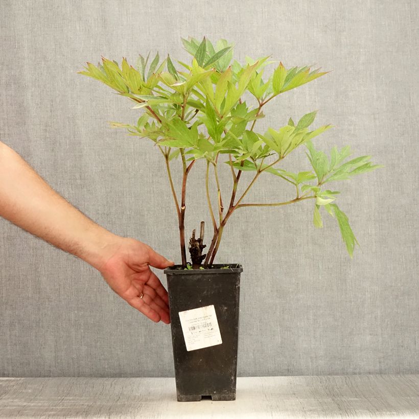 Amostra de Paeonia Itoh Julia Rose Vaso de 2 L/3 L tal como entregue no verão