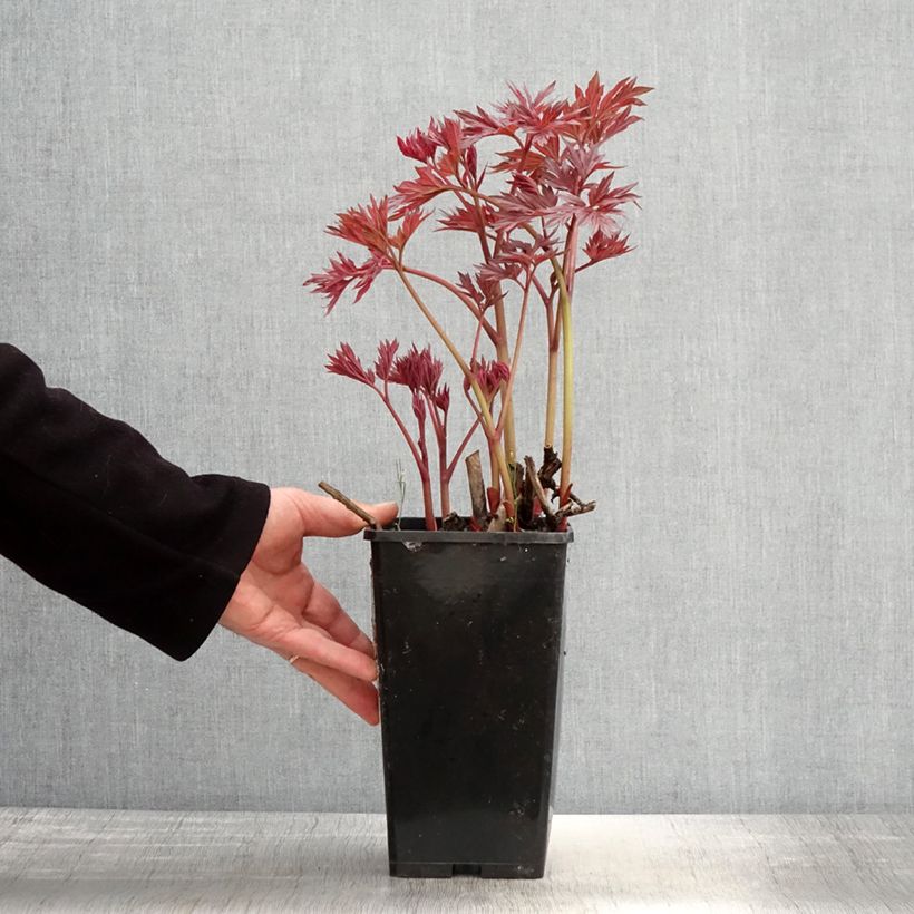 Amostra de Paeonia Itoh Julia Rose Vaso de 2 L/3 L tal como entregue na primavera