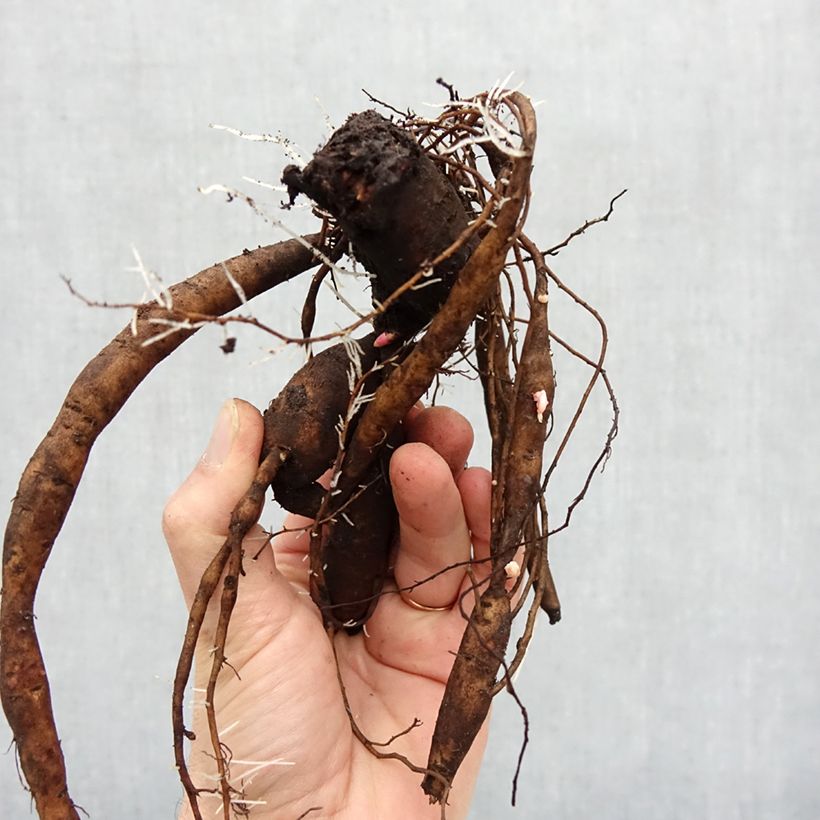 Amostra de PIvoine Itoh Julia Rose Cepo 3/5 olhos tal como entregue no inverno