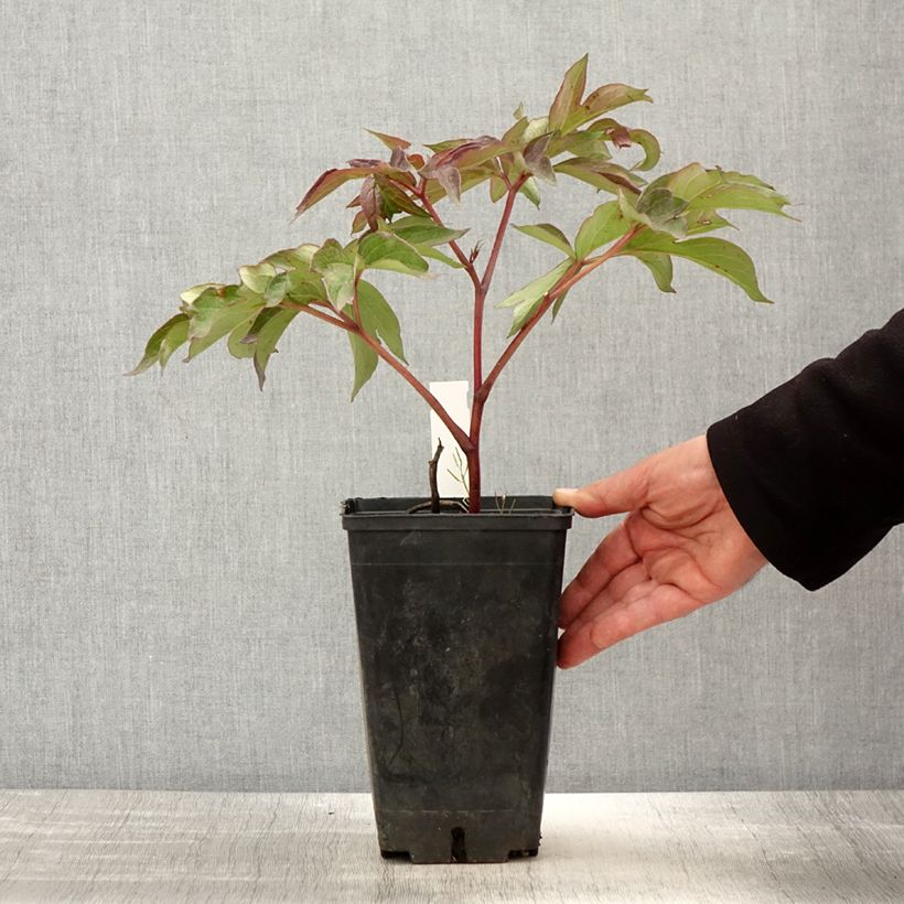 Amostra de Paeonia Itoh Morning Lilac Vaso de 3 L/4 L tal como entregue na primavera