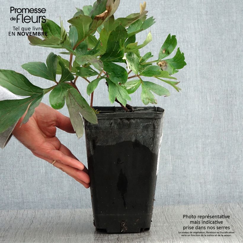 Amostra de Pivoine 'Itoh Morning Lilac' - Souche de 3 à 5 yeux Pot de 3L/4L tal como entregue no outono