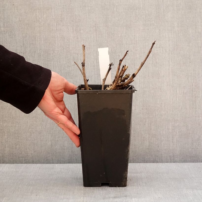 Amostra de Pivoine Itoh Old Rose Dandy Vaso de 3 L/4 L tal como entregue no inverno