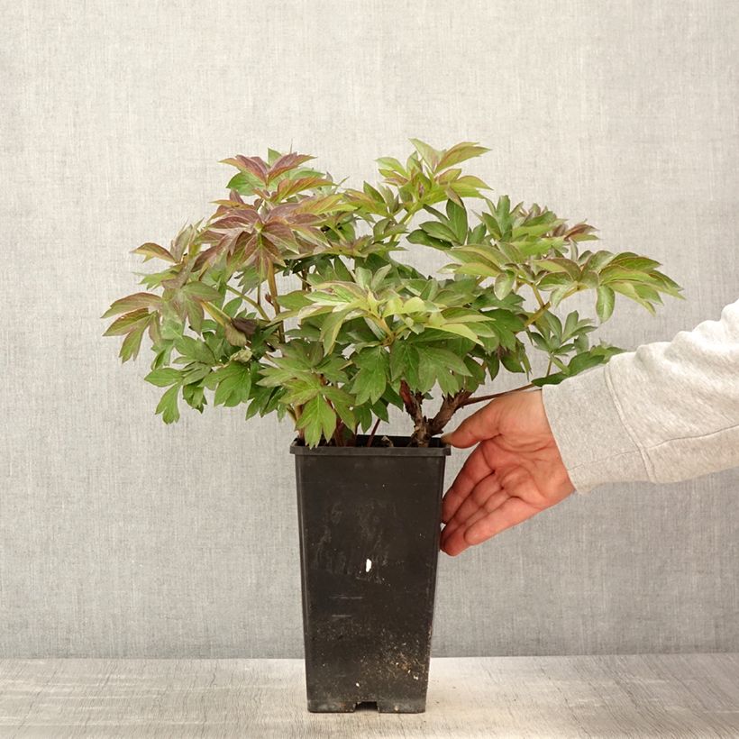 Amostra de Paeonia Itoh Old Rose Dandy Vaso de 3 L/4 L tal como entregue na primavera