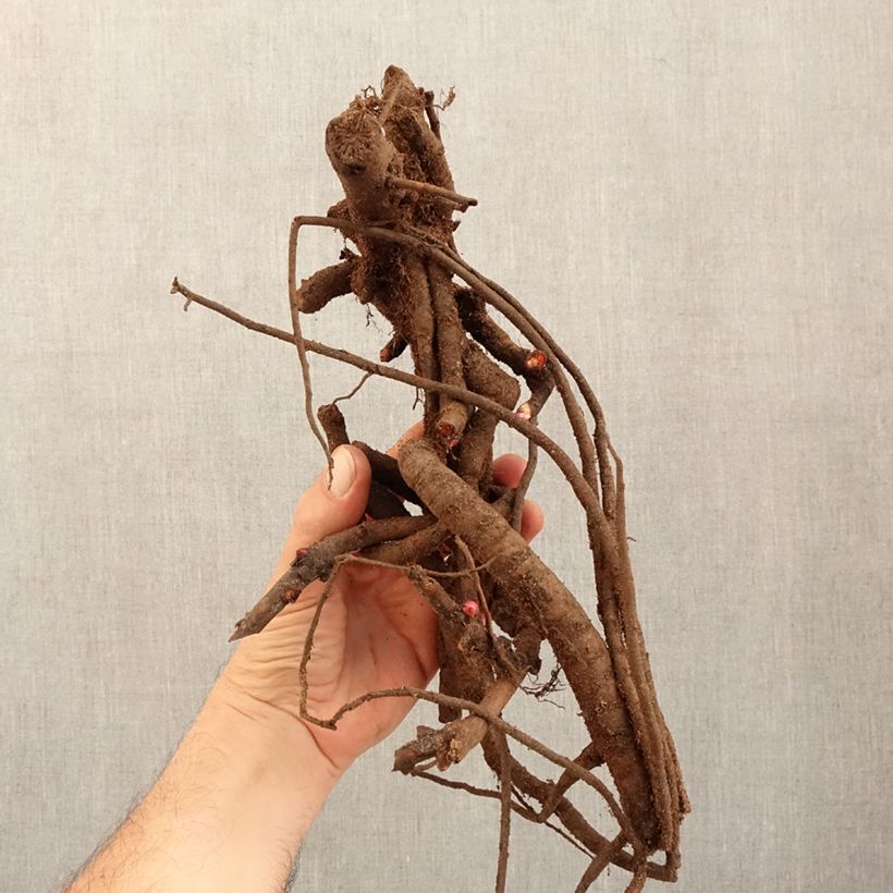 Amostra de Pivoine Itoh Old Rose Dandy Cepo 3/5 olhos tal como entregue no inverno