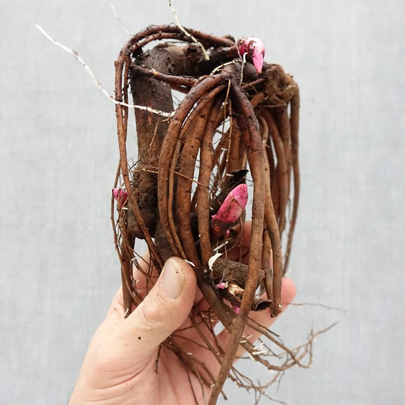 Amostra de PIvoine Itoh Pastel Splendor Cepo 3/5 olhos tal como entregue no inverno