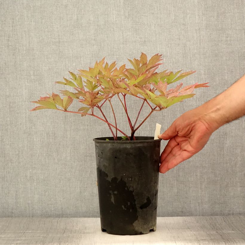 Amostra de Paeonia Itoh Pastel Splendor Vaso de 2 L/3 L tal como entregue no verão