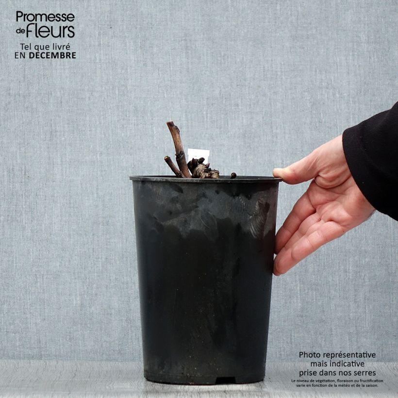 Amostra de PIvoine Itoh Pastel Splendor Vaso de 2 L/3 L tal como entregue no inverno