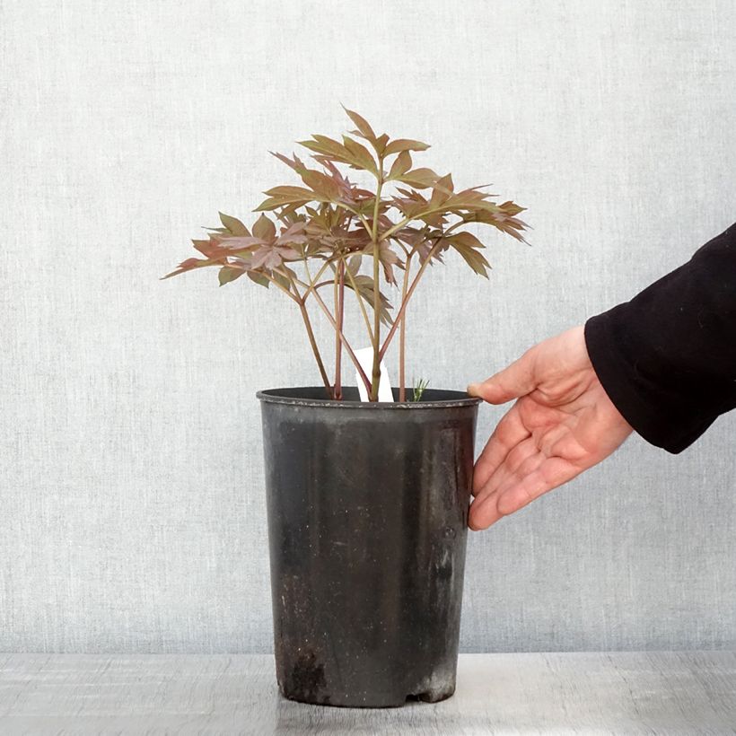 Amostra de Paeonia Itoh Pastel Splendor Vaso de 2 L/3 L tal como entregue na primavera