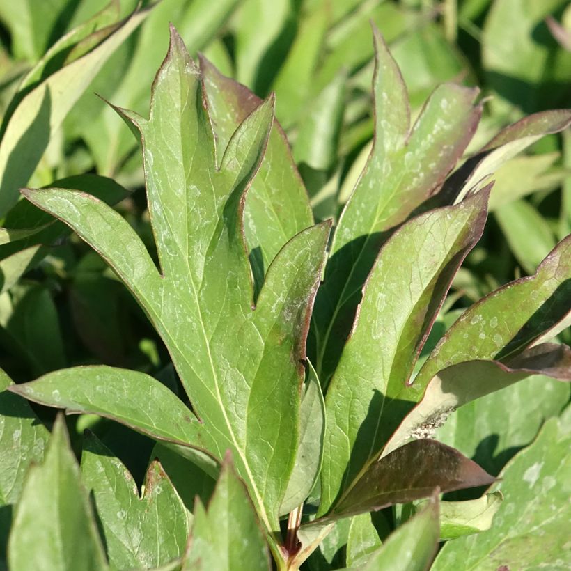 Paeonia Itoh Pink Ardour (Folhagem)