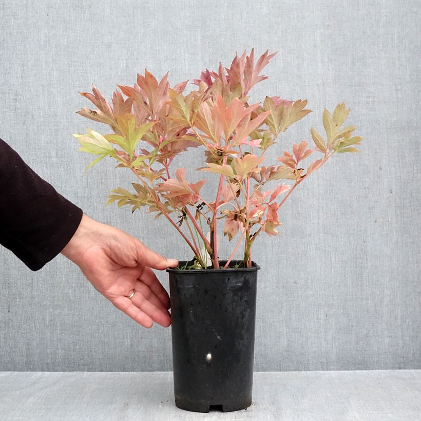 Amostra de Paeonia Itoh Pink Ardour Vaso de 3 L/4 L tal como entregue no outono