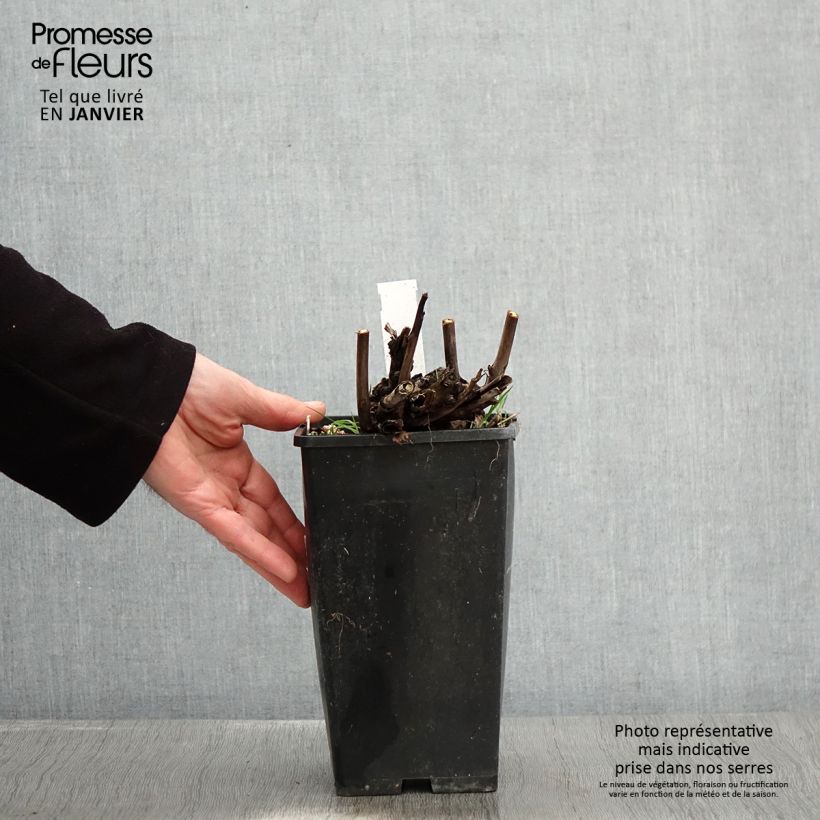 Amostra de Pivoine Itoh Pink Ardour - Paeonia Vaso de 3 L/4 L tal como entregue no inverno