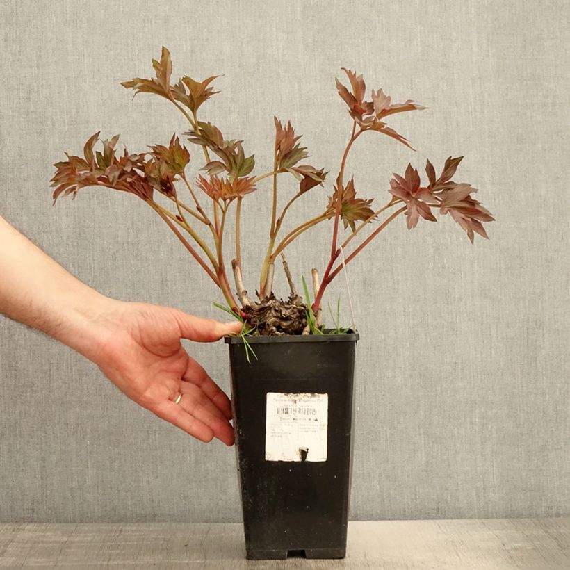 Amostra de Paeonia Itoh Pink Ardour Vaso de 3 L/4 L tal como entregue na primavera