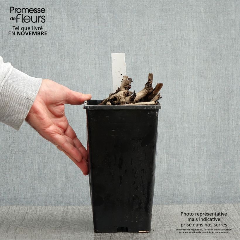 Amostra de Pivoine Itoh Scarlet Heaven Pot de 2L/3L tal como entregue no outono