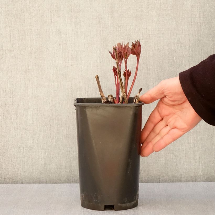 Amostra de Paeonia Itoh Scarlet Heaven Vaso de 2 L/3 L tal como entregue na primavera