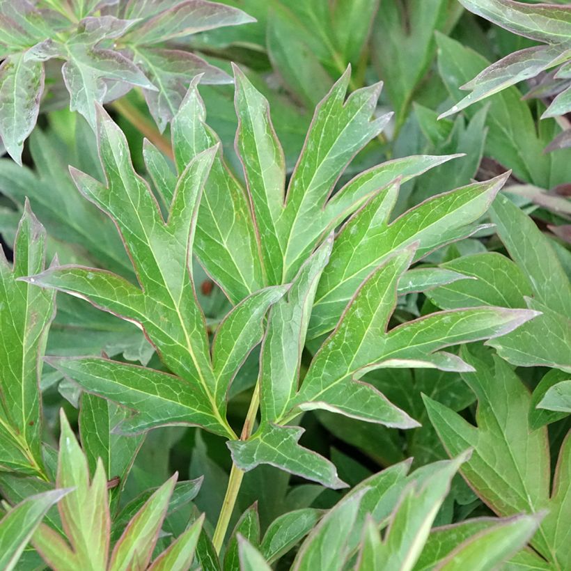 Paeonia Itoh Viking Full Moon (Folhagem)