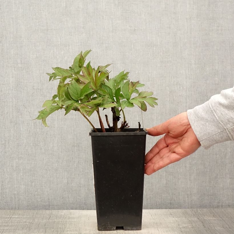 Amostra de Pivoine itoh Viking Full Moon  Vaso de 3 L/4 L tal como entregue na primavera