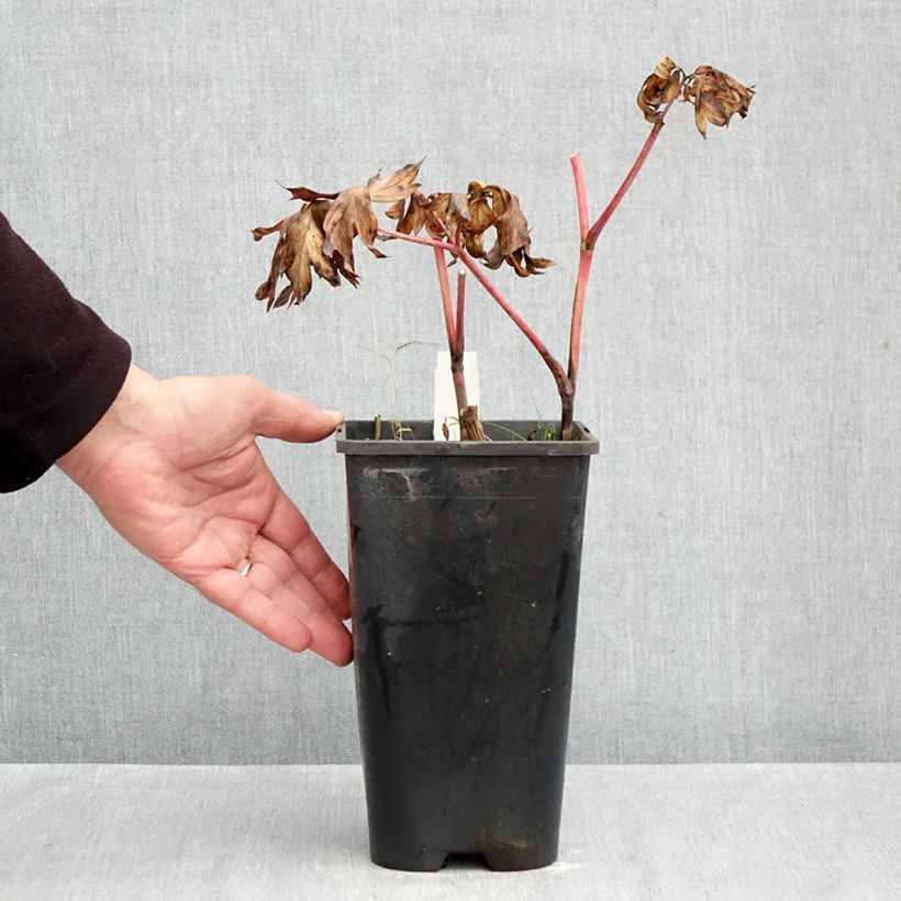 Amostra de Paeonia Itoh Yellow Crown Vaso de 3 L/4 L tal como entregue no outono