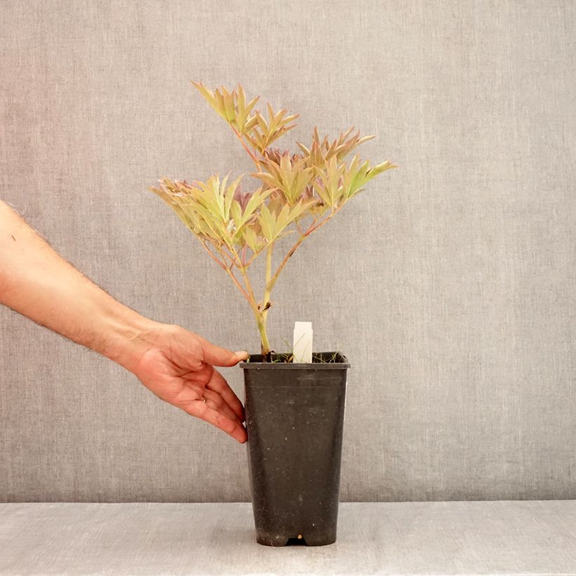 Amostra de Pivoine itoh Yellow Crown  Vaso de 3 L/4 L tal como entregue no verão