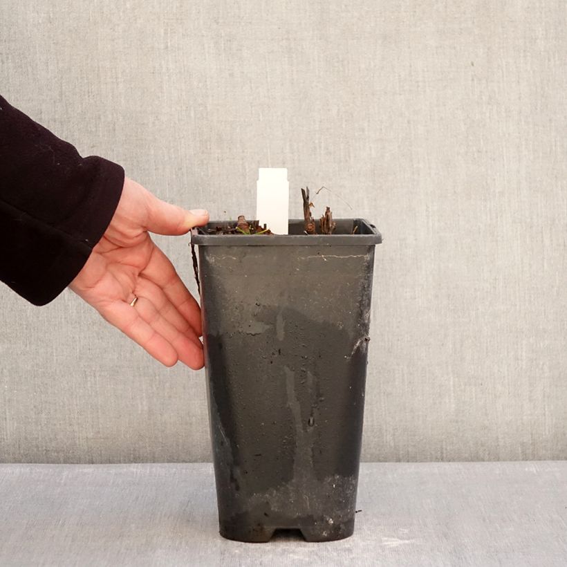 Amostra de Paeonia Itoh Yellow Crown Vaso de 3 L/4 L tal como entregue no inverno