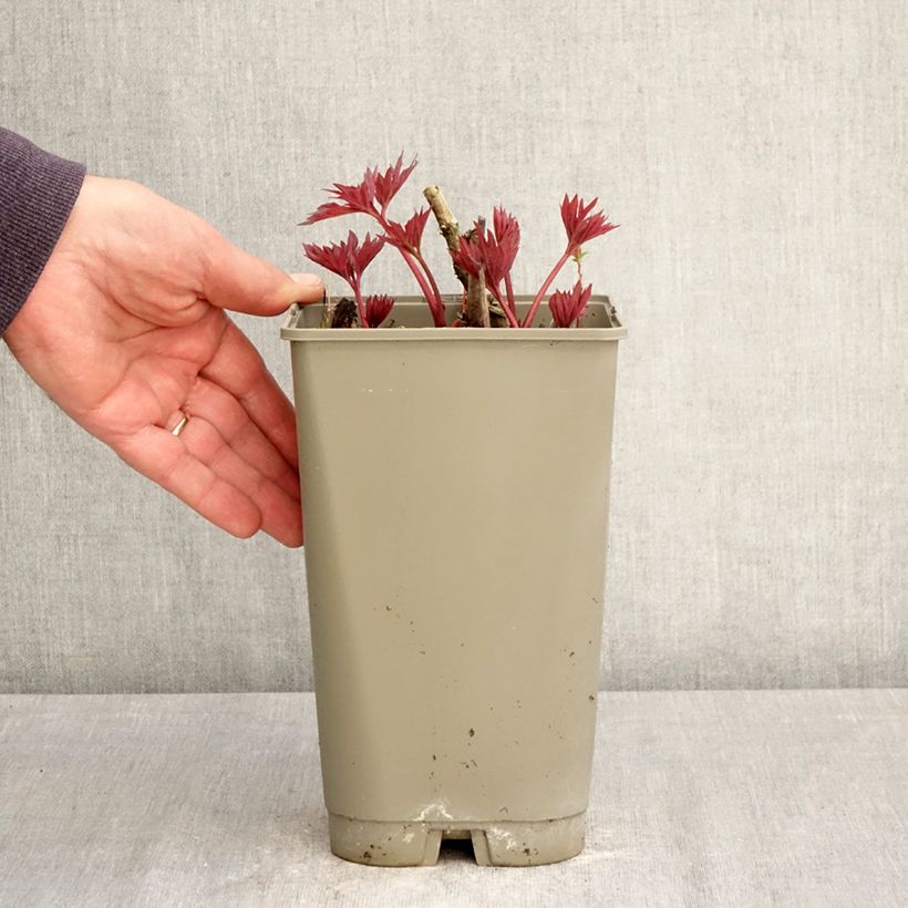 Amostra de Paeonia Itoh Yellow Crown Vaso de 3 L/4 L tal como entregue na primavera