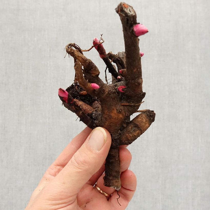 Amostra de Pivoine itoh Yellow Crown  Cepo 3/5 olhos tal como entregue no inverno