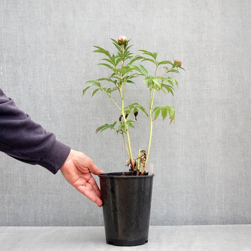 Amostra de Pivoine lactiflora Albert Crousse  Vaso de 3 L/4 L tal como entregue na primavera