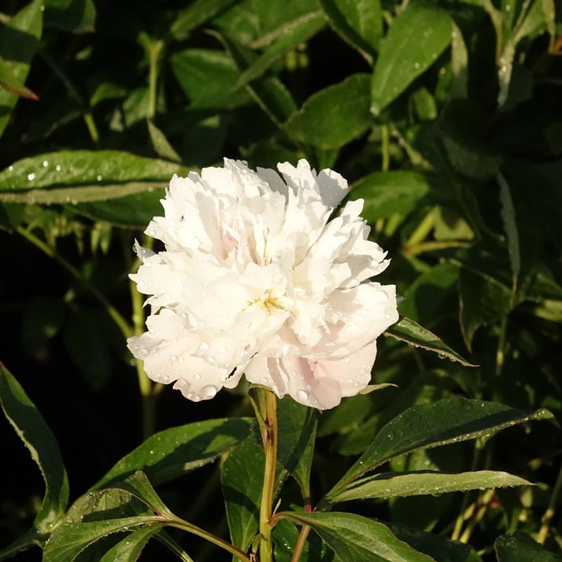 Peónia chinesa Alertie (Floração)
