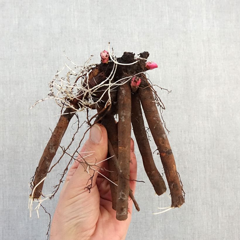 Amostra de Peónia chinesa Alertie Cepo 3/5 olhos tal como entregue no inverno