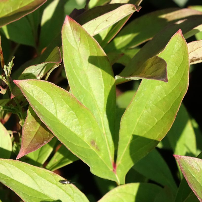 Peónia chinesa Amabilis (Folhagem)