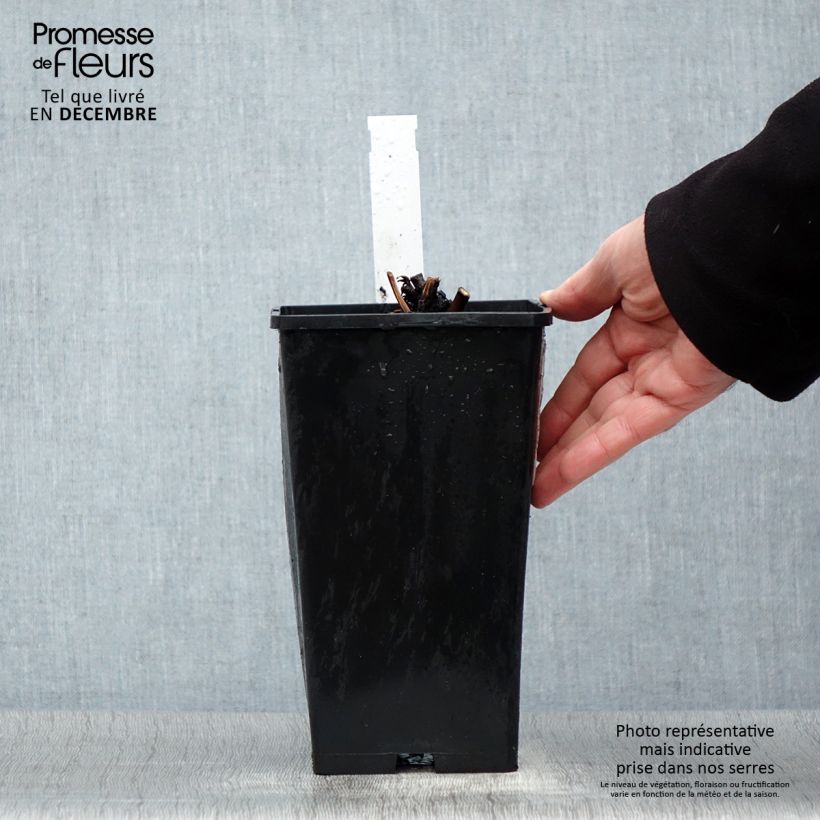 Amostra de Pivoine lactiflora Amabilis Pot de 3L/4L tal como entregue no inverno