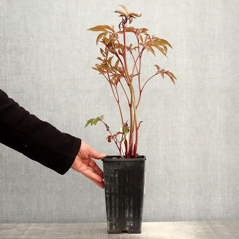 Amostra de Peónia chinesa Amabilis Vaso de 3 L/4 L tal como entregue na primavera