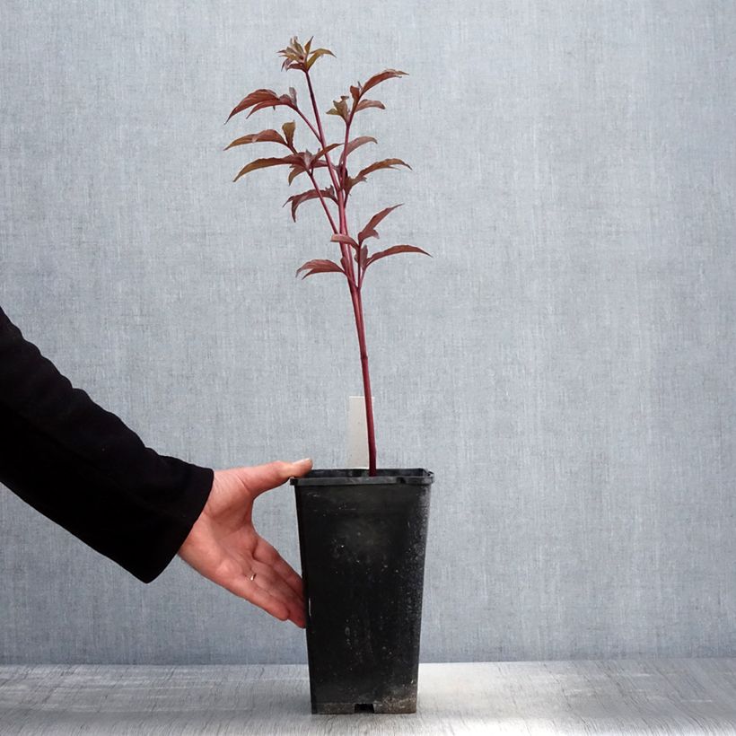 Amostra de Peónia chinesa Big Ben Vaso de 3 L/4 L tal como entregue na primavera