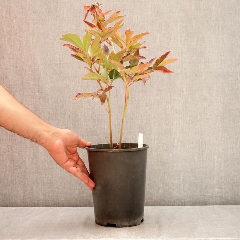 Amostra de Pivoine lactiflora Boule de Neige Vaso de 3 L/4 L tal como entregue no verão