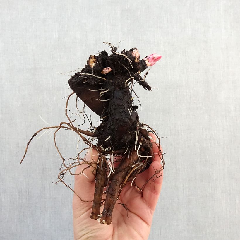 Amostra de Pivoine lactiflora Boule de Neige Cepo 3/5 olhos tal como entregue no inverno